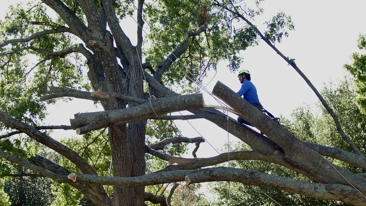 Professional Crown Thinning performed by certified arborists in Kirksey