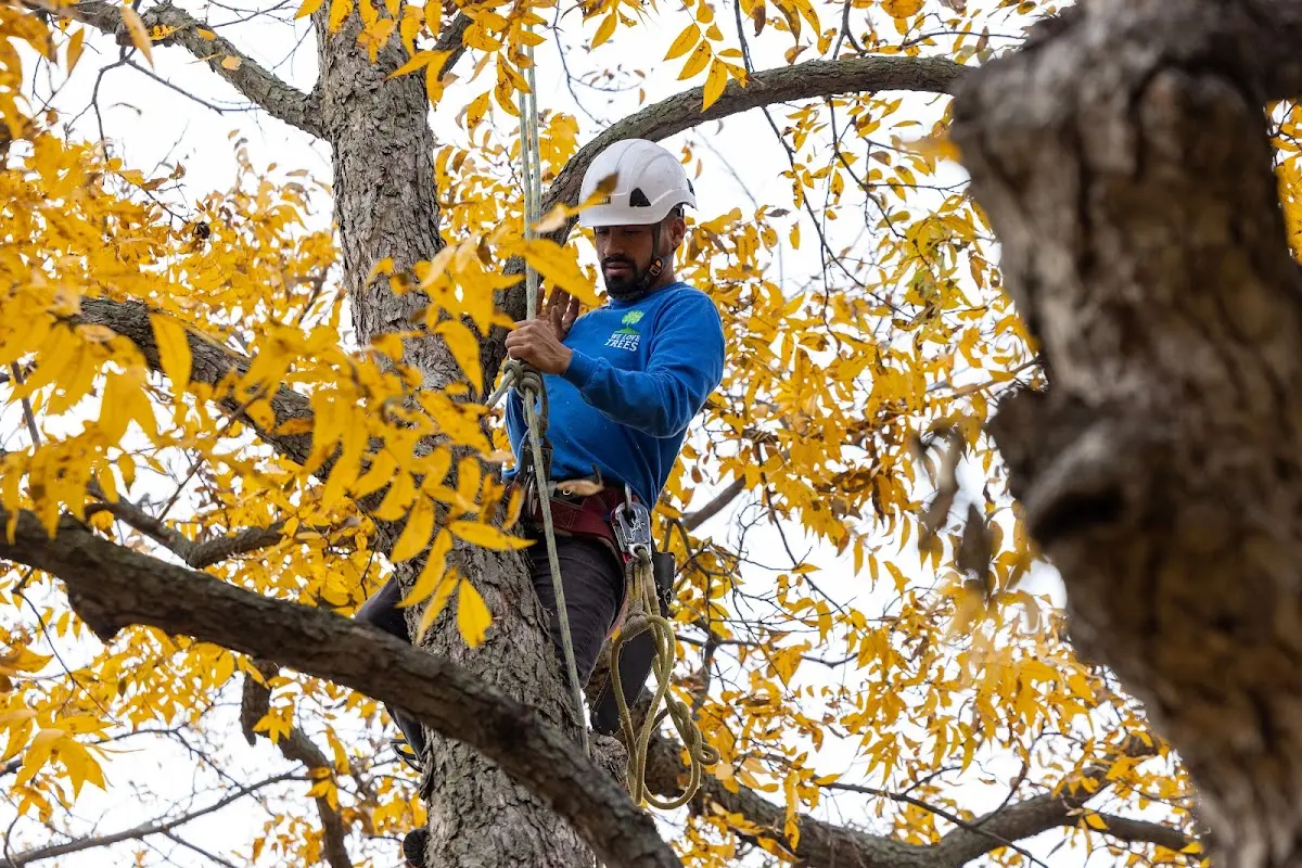 Skilled Storm Damage Cleanup crew working in Kirksey